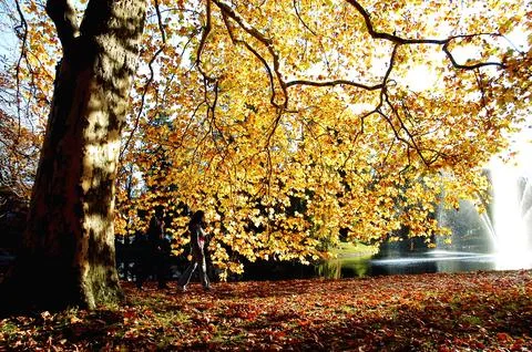 Rear view of a Lovers in the park Stock Photos