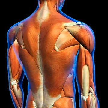 Rear View of Male upper back muscles anatomy in blue X-Ray outline. Full Color Stock Illustration