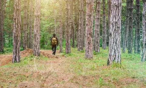 Rear view of a man in black with backpack walking through the forest. Fotos Stock