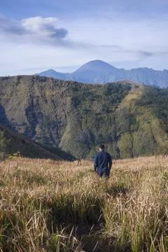 Rear view of a man walking through a tall golden grass savanna. Stock Photos