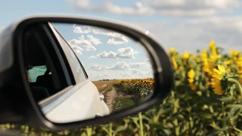 Rear view in the mirror of a white car driving on a rural road among sunflower f Stock Footage 202274853