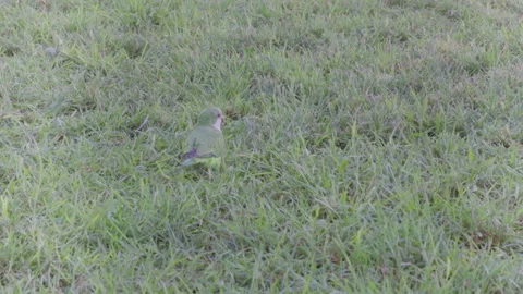 A rear view of a monk parakeet feeding on grass at the plaza del congreso Video stock 276391574