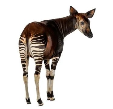 Rear view of an Okapi, looking away, Okapia johnstoni, isolated on white Stock Photos