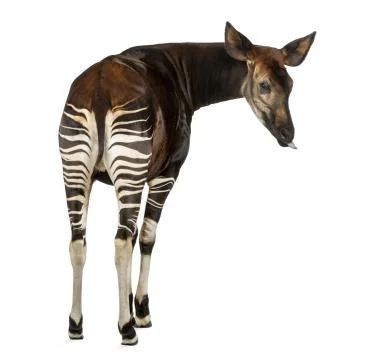 Rear view of an Okapi, looking back, sticking its tongue, Okapia johnstoni, isol Fotos Stock