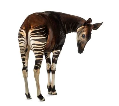 Rear view of an Okapi, looking down attentively, Okapia johnston Stock Photos