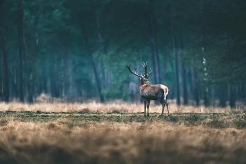 Rear view of one red deer standing in forest meadow. Stock Photos