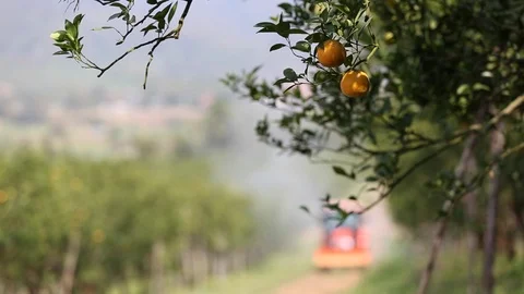 A rear view of an orchard sprayer applying agrochemicals. Stock-Footage 87154599