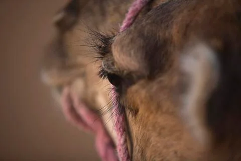 Rear view Stock Photos