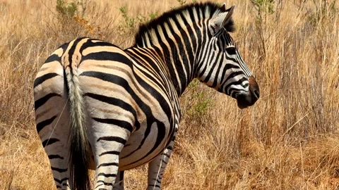 Rear view of Plains Zebra Equus quagga wagging its tail and shivering, Stock Footage 289841919
