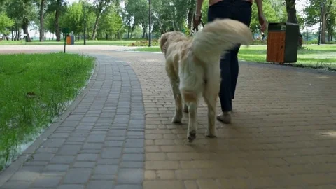Rear view of a pleasant woman walking with a dog Stock Footage