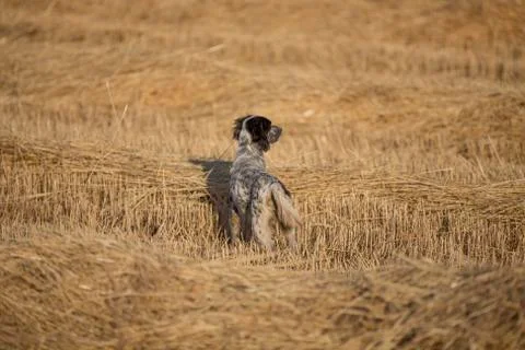 Rear view of pointer Stock Photos
