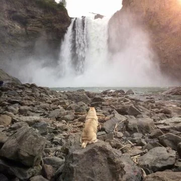Rear view of pug looking at waterfall Stock Photos