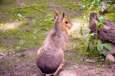 Rear View of a Rabbit Stock Photos