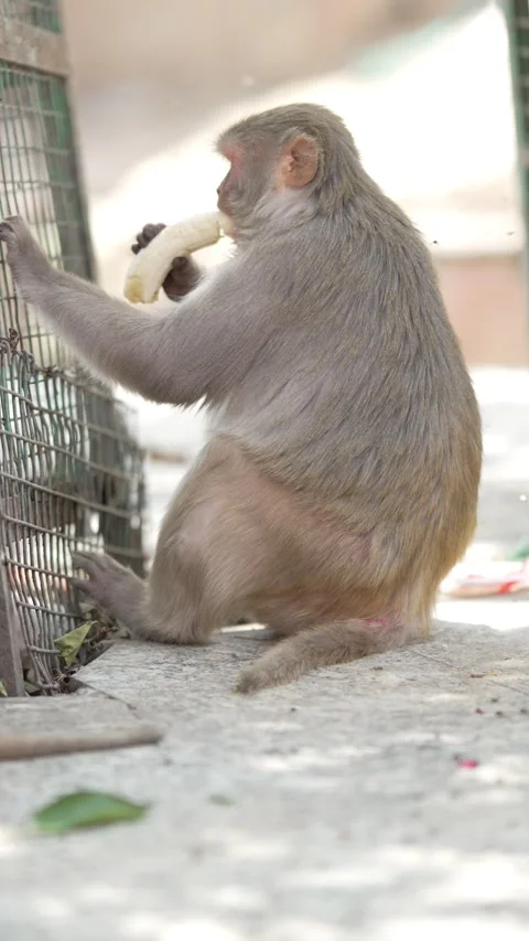 Rear View of Rhesus Macaque Monkey Sitting Quietly Outdoors Stock Footage 339724061