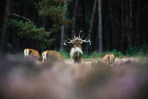 Rear view of roaring red deer stag surrounded by grazing hinds. Foto stock
