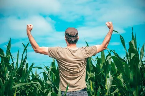 Rear view of a satisfied farmer looking over thriving maize crops with arms.. Stock Photos