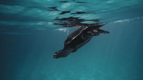 Rear view of sea turtle diving in slow motion with reflection of body Stock Footage 277384775
