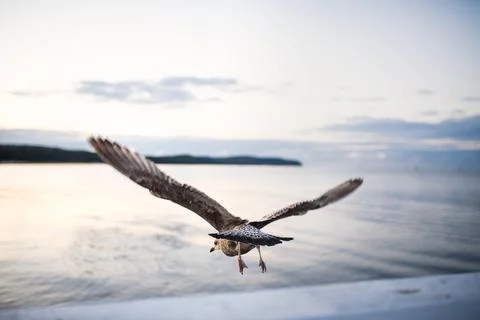 Rear view of seagull flying over sea. Stock Photos