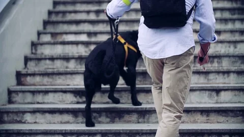 Rear view of senior blind man with guide dog walking up the stairs in city. Stock Footage