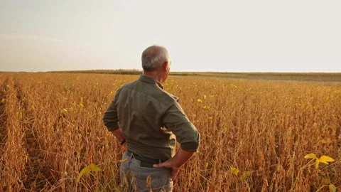 Rear view of senior farmer standing in soybean field examining crop at sunset. Stock Footage 136455545