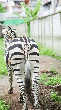 Rear view of a single zebra walking away along a dirt path in a zoo enclosure 스톡 사진