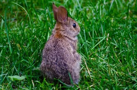 Rear View of Small Rabbit Foto stock