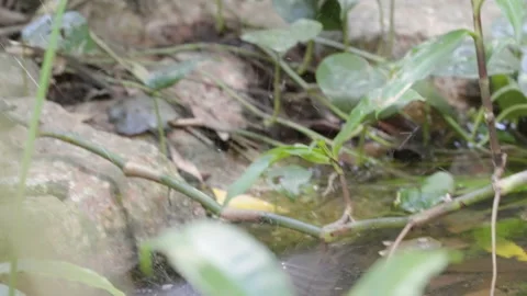 Rear view of a spectacled monarch bathing in a stream in the rainforest Stock Footage 227504070