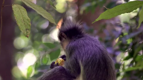 Rear view of a thomas's leaf monkey sitting in a tree and eating fruit Stock Footage 264748260