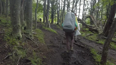 Rear view of three hikers walking in forest with backpacks, Patagonia, Chile Video stock 137959708