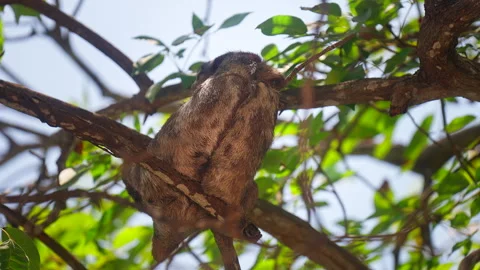 Rear View of Three-Toed Sloth on Tree Branch Cartagena Stock Footage 342001696