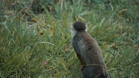 Rear View Of A Tiny Portrait Of Humboldt's Squirrel Monkey Amongst Green Stock Footage 198318175
