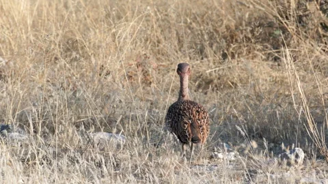 Rear view tracking shot of an orange river francolin at etosha Stock Footage 340534836