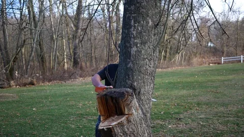 Rear view of a tree trunk being worked on by construction worker with chainsaw Stock Footage 86715718