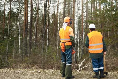 Rear view, two lumberjack looking at the forest Stock Photos