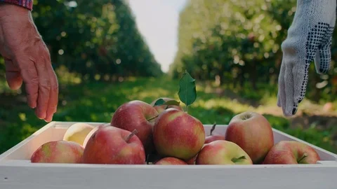 Rear view of two men carrying a full crate of apples Stock-Footage 117354665