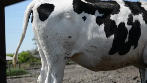 Rear view of a white cow with large black patches standing outdoors on a farm Vídeo Stock 343250434