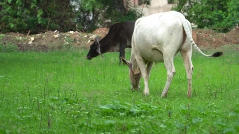 Rear-view-white-indian-zebu-cow-grazing-green-pasture-rural-india-4k.mp4 Stock Footage 339945441