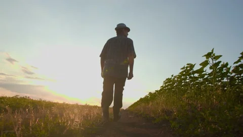 Rear view of a working man walking on the road in the field with spring crops at Stock-Footage 199423612