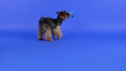 Rear view of a Yorkshire terrier in the studio on a gradient background. The pet Stock Footage 147528945