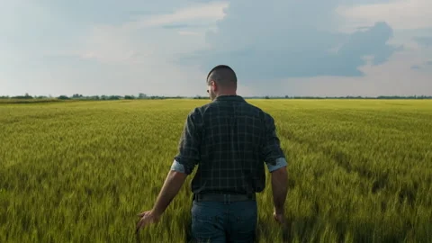 Rear view of young farmer walking in a green wheat field examining crop. Stock Footage 242772125