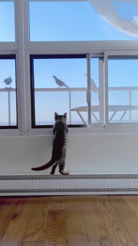 Rear view, young gray cat, looks at seagulls through window, vertical video, 4k Stock Footage 243566695