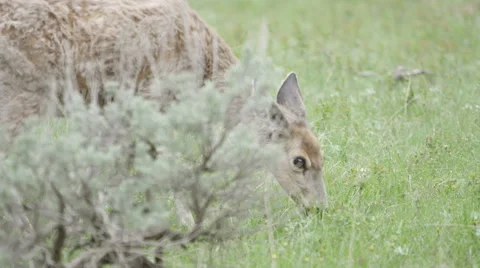 Rear view of young spring deer eatting grass, looking over its shoulder Stock Footage 60951765
