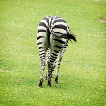 Rear view of zebra Stock Photos
