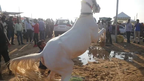 Rearing horse dance Video stock 197902234