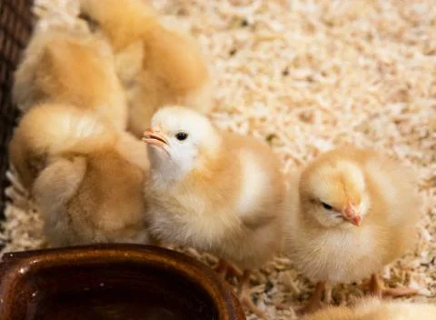 Rearing small chicks Stock Photos