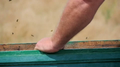 Rearrange the Honeycomb Frames Inside the Beehive Stock Footage 134943034