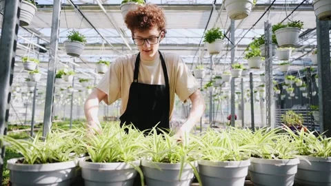 Rearranges potted plants. Stock Footage 243579484