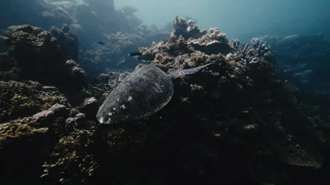 Rearview closeup of turtle feeding eating by coral underwater, orbit Stock Footage 277629434