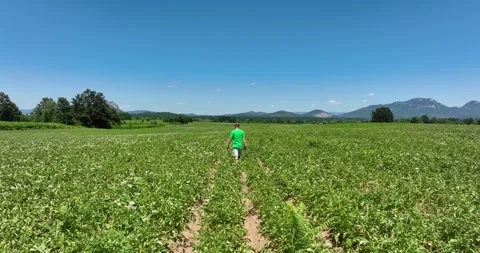 Rearview of Man Walking Along Parallel Crop Lines to Tree Line in Field Stock Footage 303414653