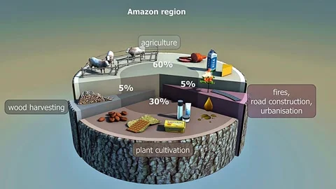 Reasons of deforestation Stock Footage 314143813